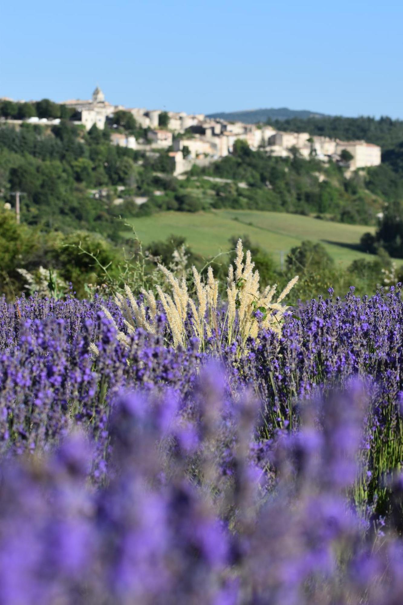 Le Domaine De Piedmoure, Gites Et Chambres D'Hotes, Piscine, Terrasses Privatives Sault-de-Vaucluse Eksteriør bilde